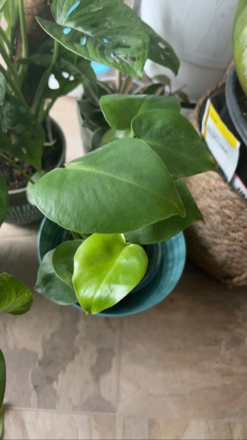 Customer photo review of Monstera Deliciousa Live Indoor Plant, Easy Care Low Light Houseplant, Air Purifier Monstera Gift Plant Mother's Day Pet Friendly Plant