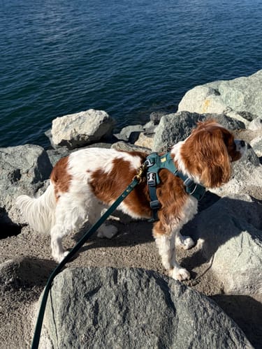 Customer photo review of Cedar - Classic Biothane Dog Leash