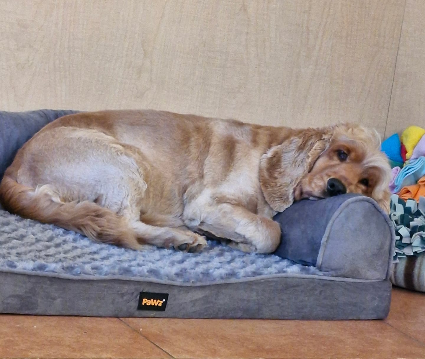 Customer photo review of Pet Sofa Bed