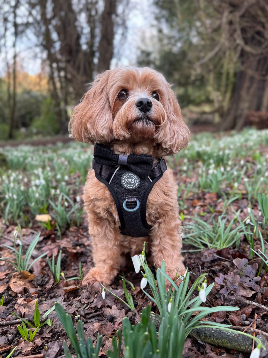Customer photo review of Trail & Glow Tweed Dog Harness - Colour Drops - Charcoal Tweed