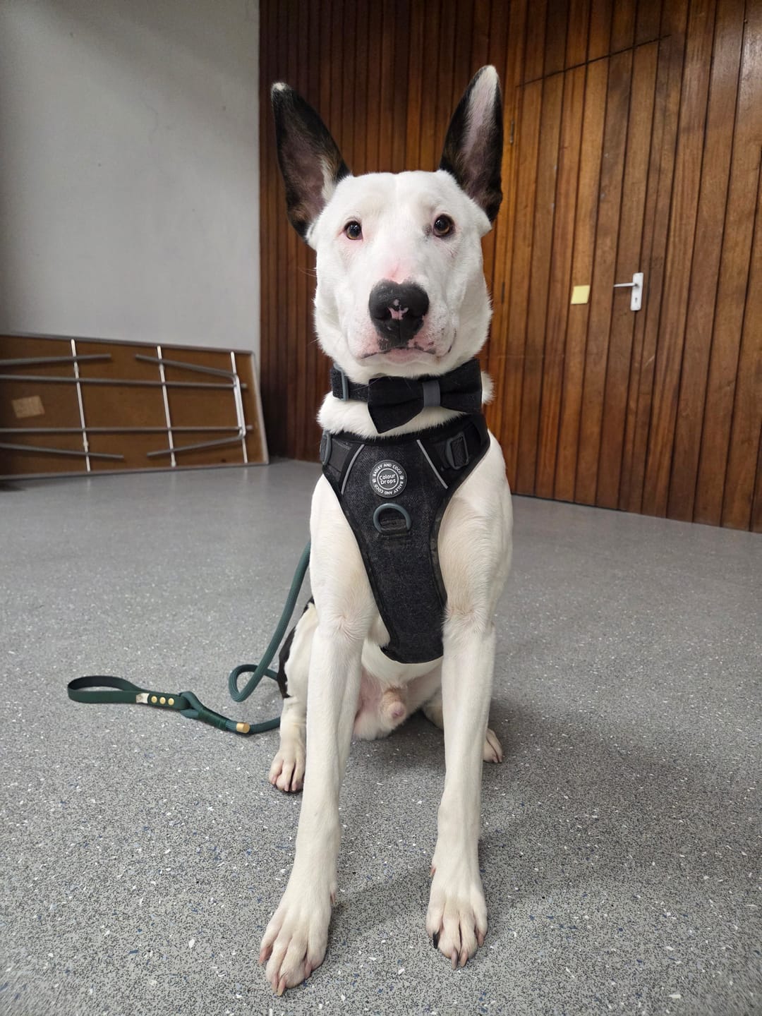 Customer photo review of Trail & Glow Tweed Dog Harness - Colour Drops - Charcoal Tweed