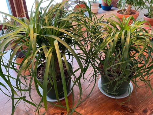 Customer's two full, healthy Ponytail Palm plants in nursery pots on a wooden table.