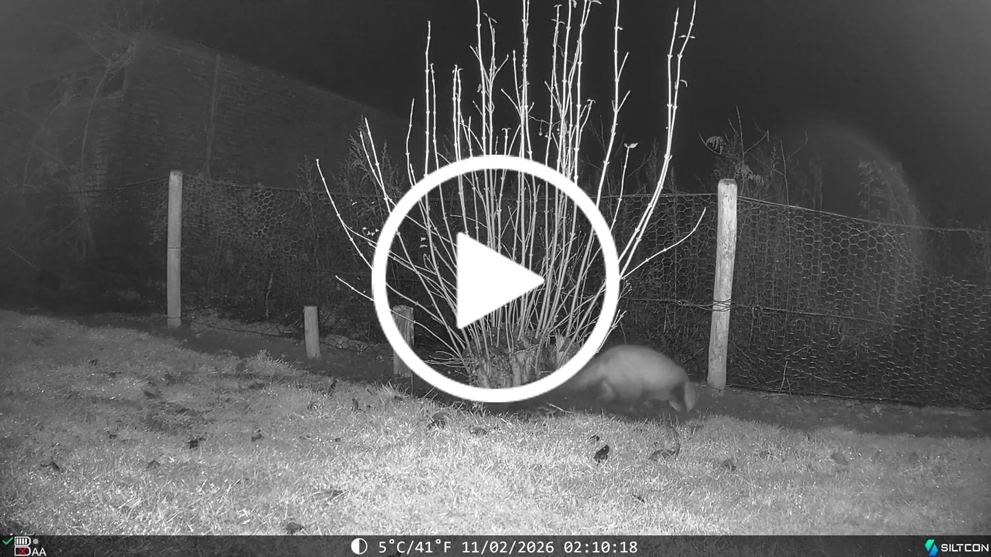 Customer video review of Siltcon® Wildcamera met Zonnepaneel 8K