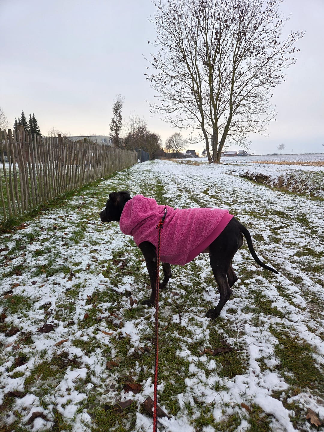 Customer photo review of Teddy Sherpa Dog Jackets
