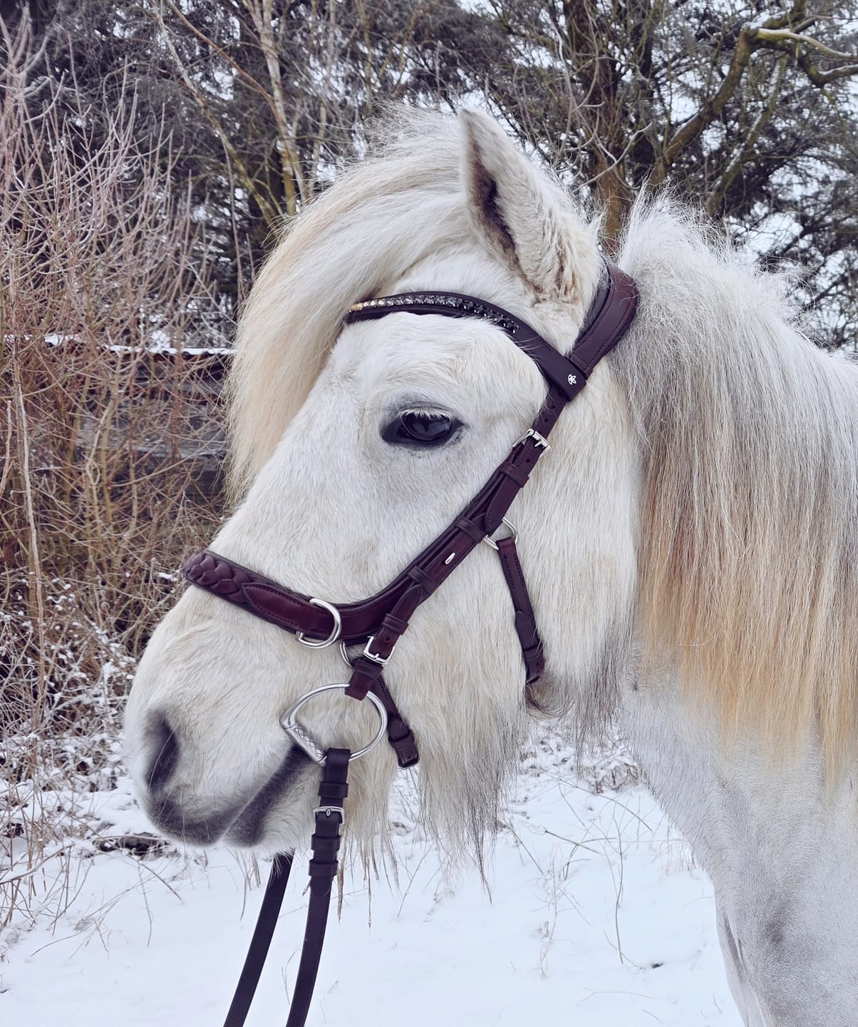 Customer photo review of Odessa Bonita Multi bridle padded - MASEGO bit to bitless system - SILVER