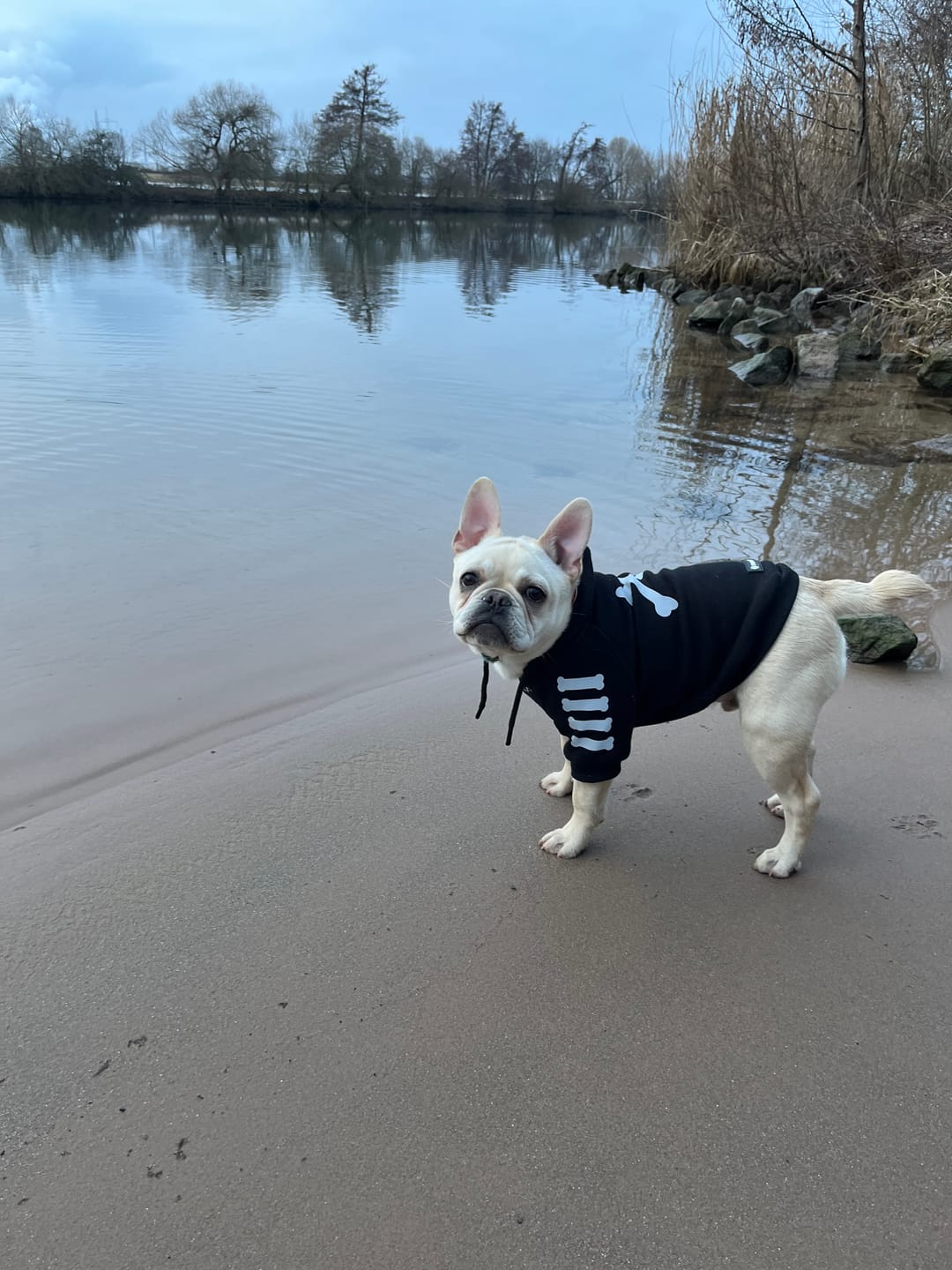 Customer photo review of "WOOF" Dog Hoodie - Black & Reflective