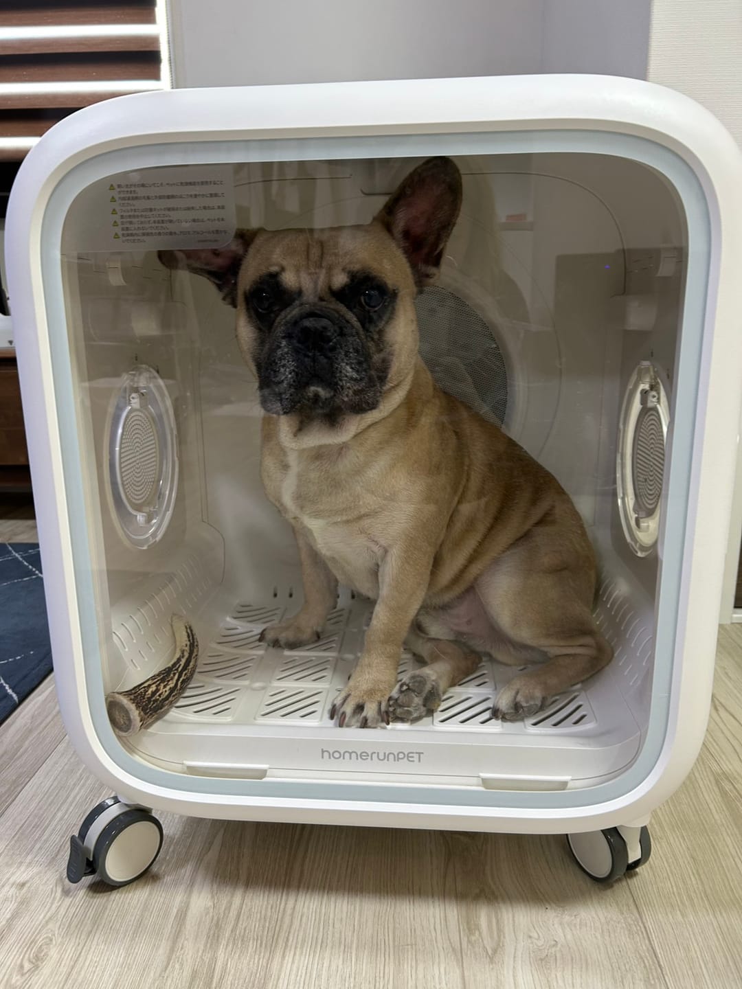 Customer photo review of homerunPET 「Drybo Air」ペットドライヤーハウス（80L）