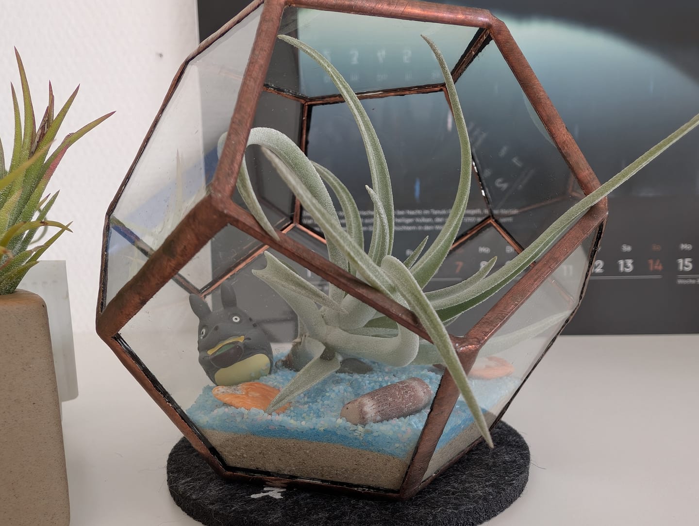 Customer photo review of Tillandsia ionantha