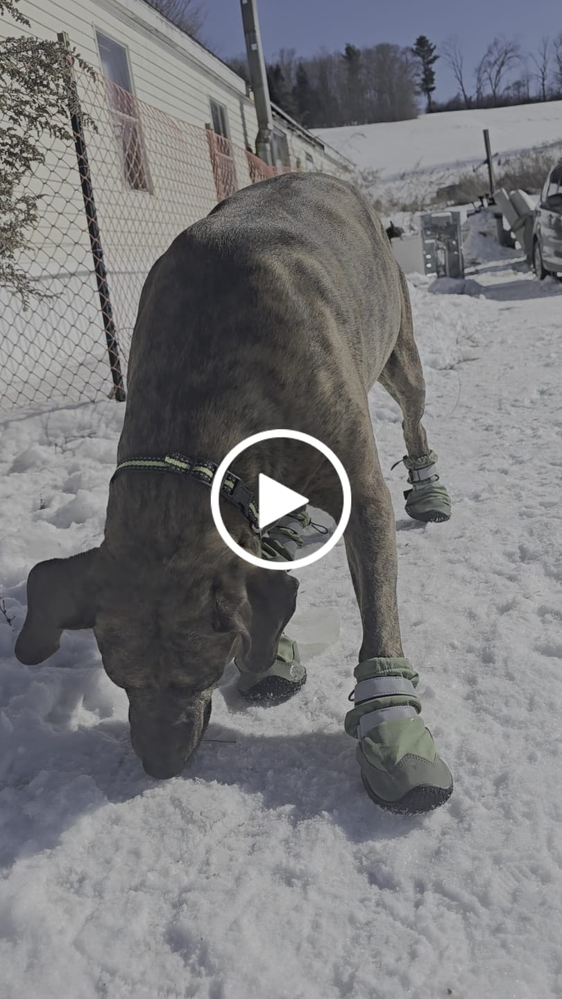 Customer video review of Flex Shell Waterproof Dog Boots