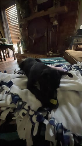 Customer's black dog chewing on a yellow Yak Chew while on a fluffy blanket.
