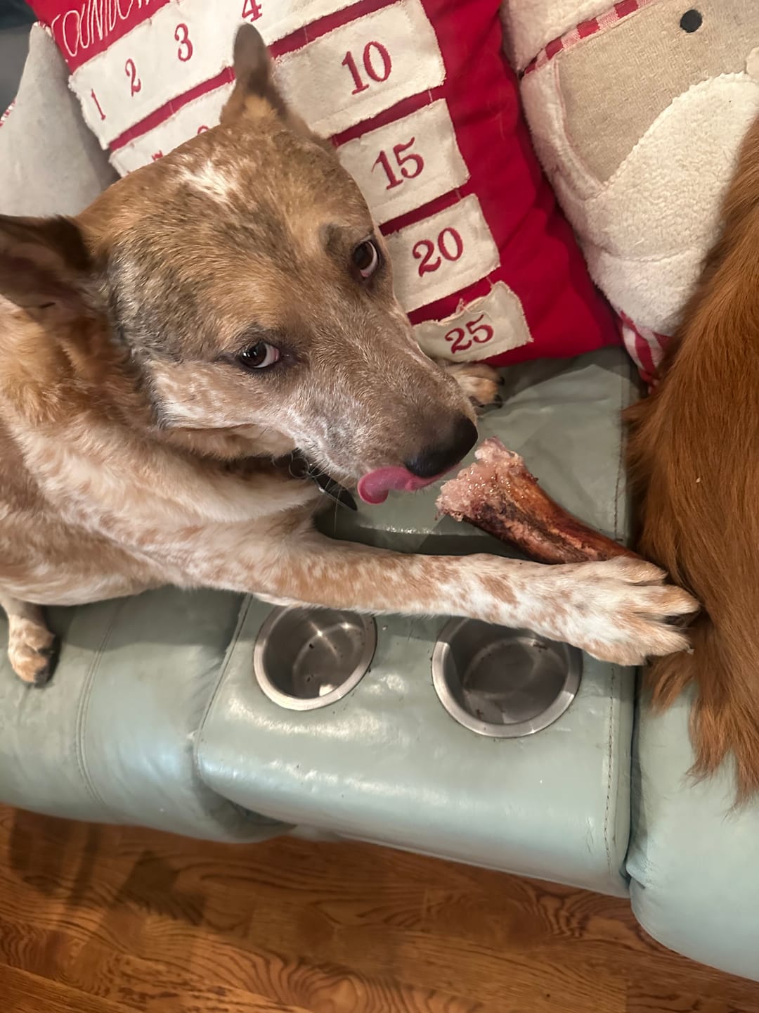Customer photo review of Large Dog Valentine's Day Love Bundle II (4x 5oz Jerky Bags + 4x LARGE Smoked Marrow Bones)