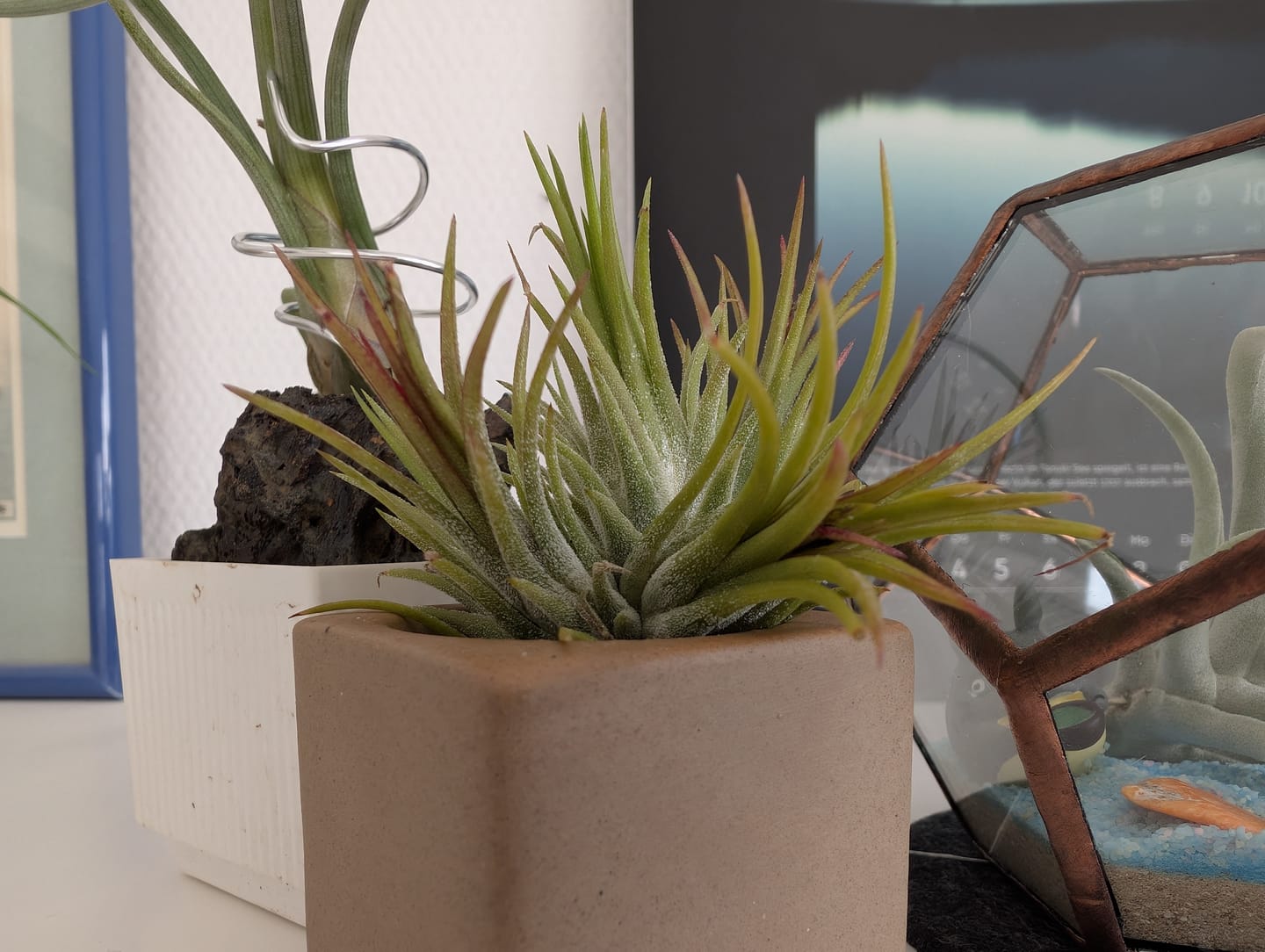 Customer photo review of Tillandsia Ionantha 'fuego' - Pulk