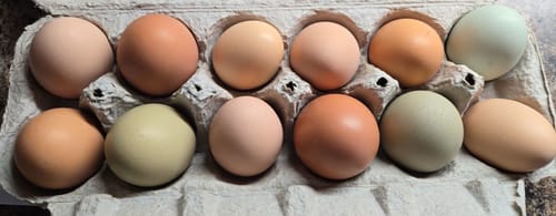 Customer photo review of GrubTerra Dried Black Soldier Fly Larvae 10lb.