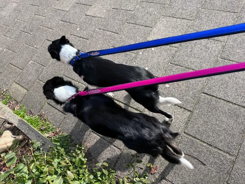 Customer photo review of Neoprene Agility slip collar & lead with Name - S | 4Kyon