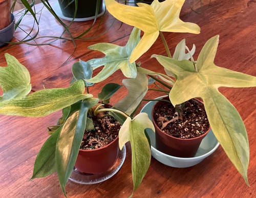 Customer's two healthy Philodendron Florida Ghost plants in pots on a wood table, showing their lobed green and white leaves.