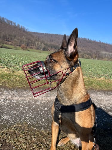 Customer photo review of Maulkorbberatung (online)