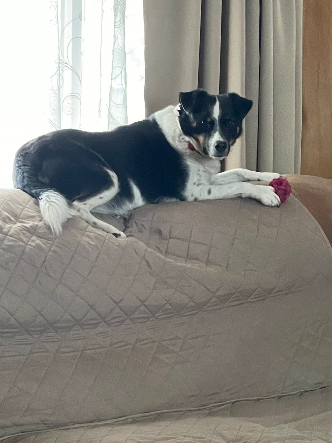 Customer photo review of Stick a Day Dogs | Mix of Chicken & Beef Flavor | Specially Formulated 7-in-1 Functions Daily Real Meat Snacks for Dogs | Healthy Tasty Treat & Pet Vitamins & Supplements Combination (Pack of 28 Sticks)
