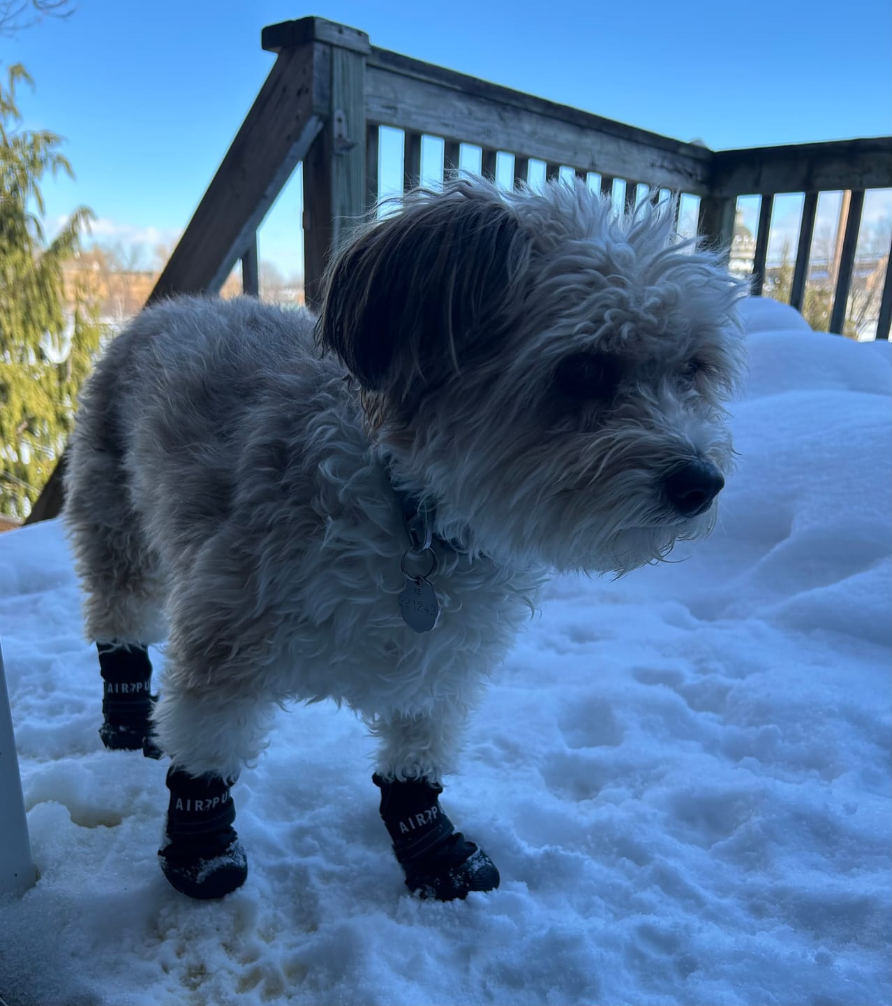 Customer photo review of AIR PUP DOG BOOTS - SET OF 4