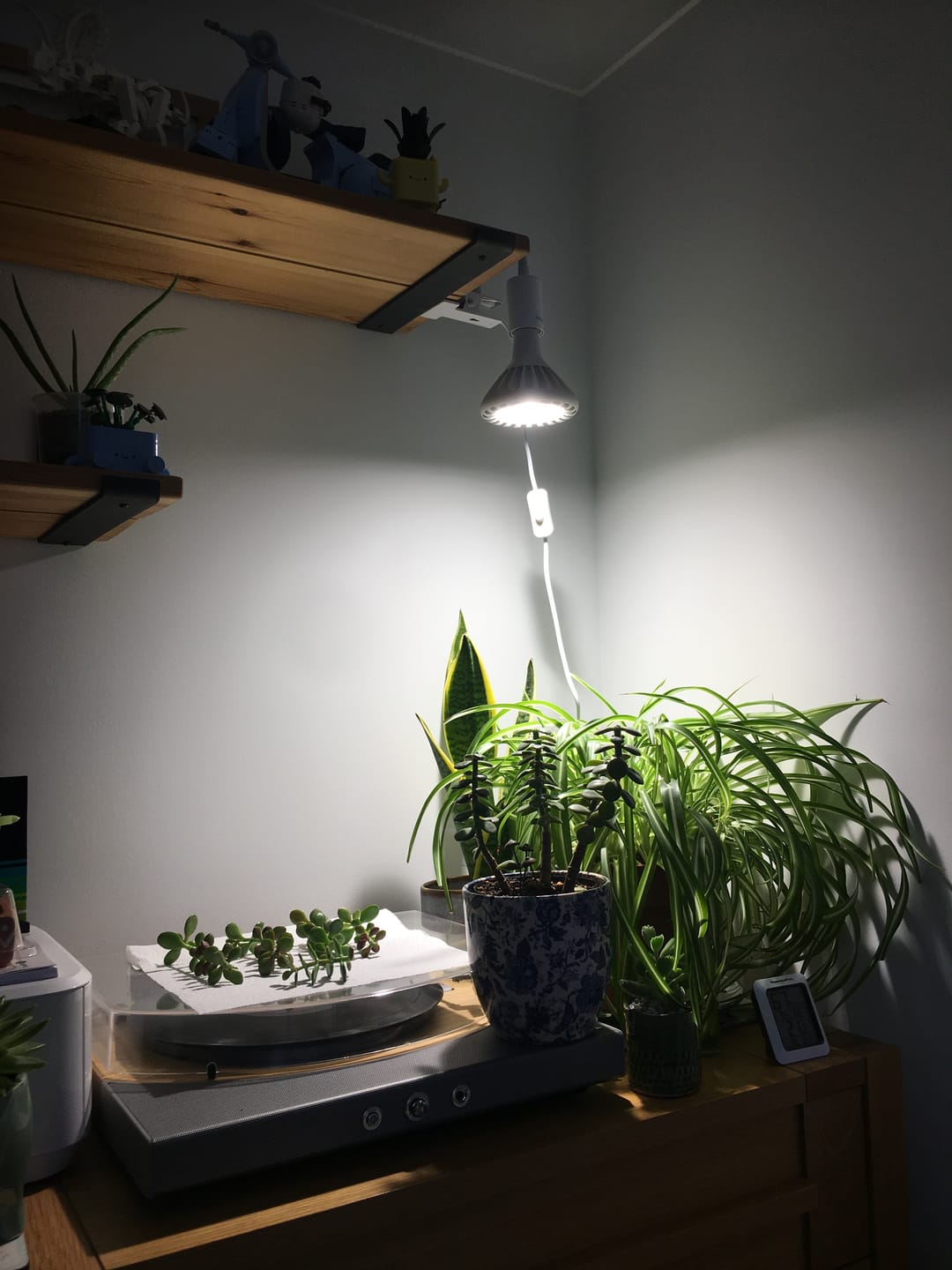Customer photo review of Pianta 30 Grow Light LED Bulb
