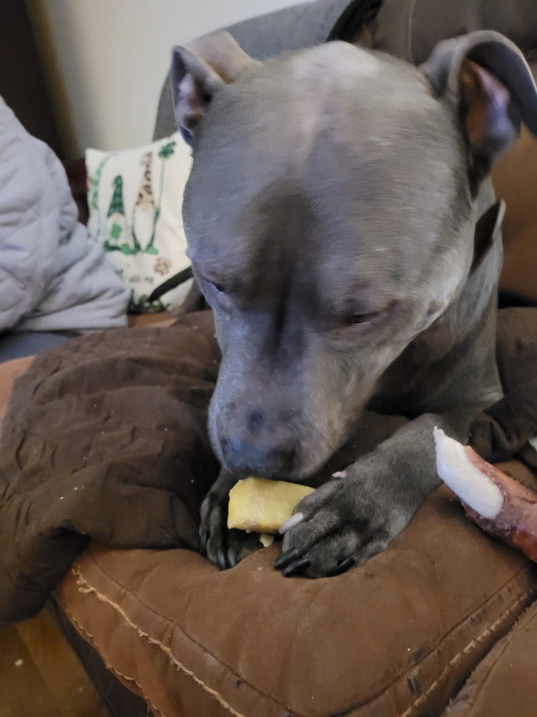 Customer photo review of Banana Yak Chews