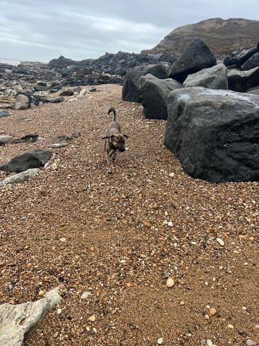 Customer photo review of Houndware 2-in-1 Pro Anti-Bark & Remote Training Collar