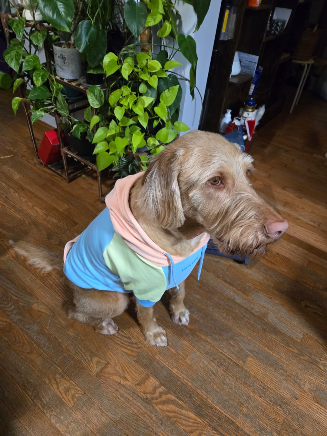 Customer photo review of Jelly Bean Dog Hoodie
