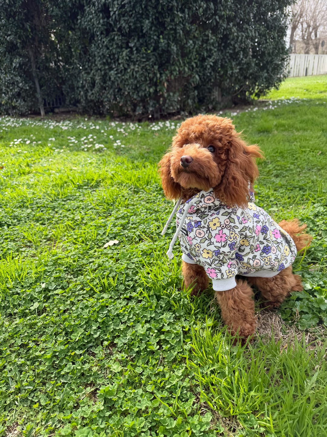 Customer photo review of Good Vibes Dog Hoodie - Purple