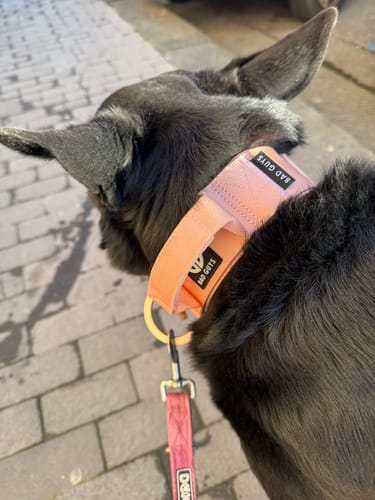 Customer photo review of Collare Crime 5cm