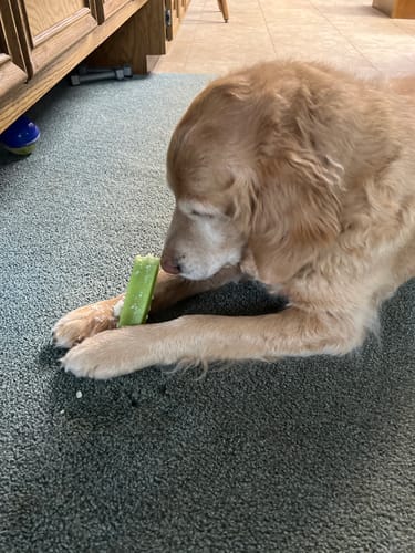Reviewer's golden dog lies on a carpet, chewing a green Long-Lasting Yak Chew.