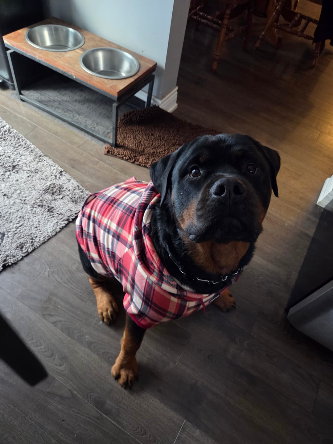 Customer photo review of Red Plaid Dog Hoodie