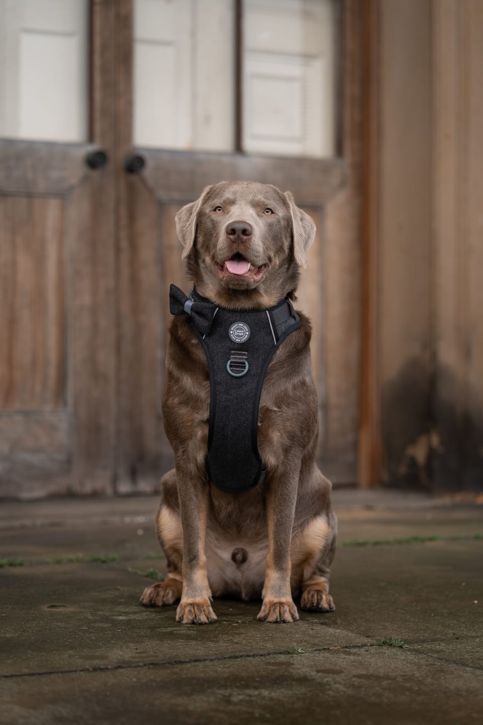 Customer photo review of Trail & Glow Tweed Dog Harness - Colour Drops - Charcoal Tweed