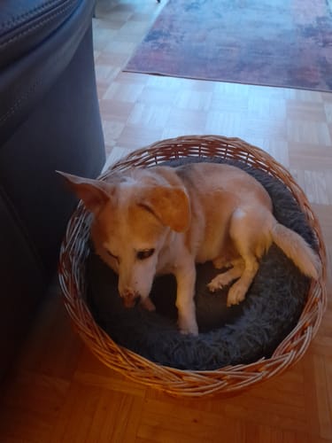 Der ältere Hund eines Kunden mit weichem Fell, der in einem Weidenkorb liegt.