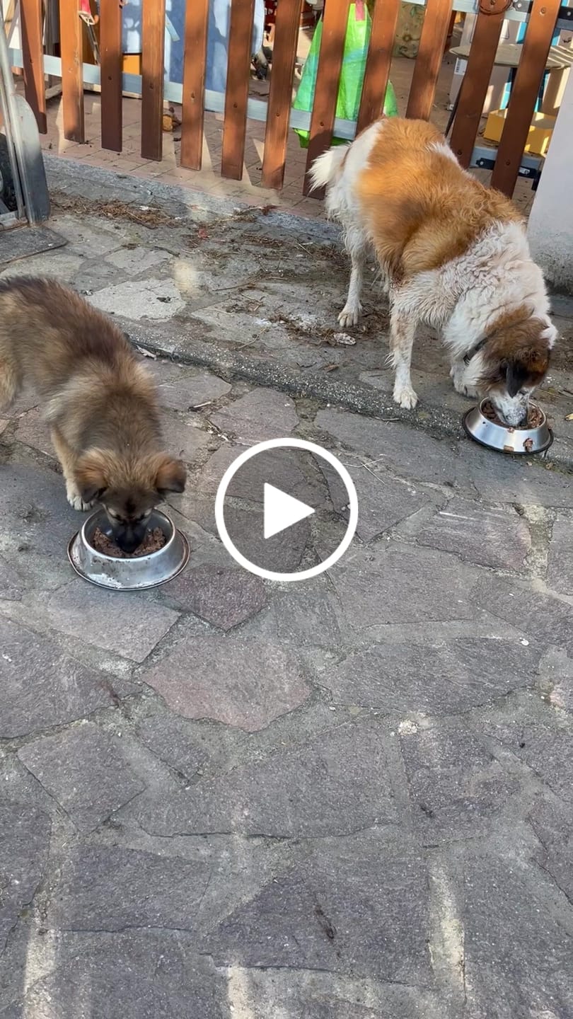 Customer video review of Crocchette Controllo del Peso e Articolazioni al Pesce Bianco - Cane Adulto - Proteine idrolizzate - Grain Free