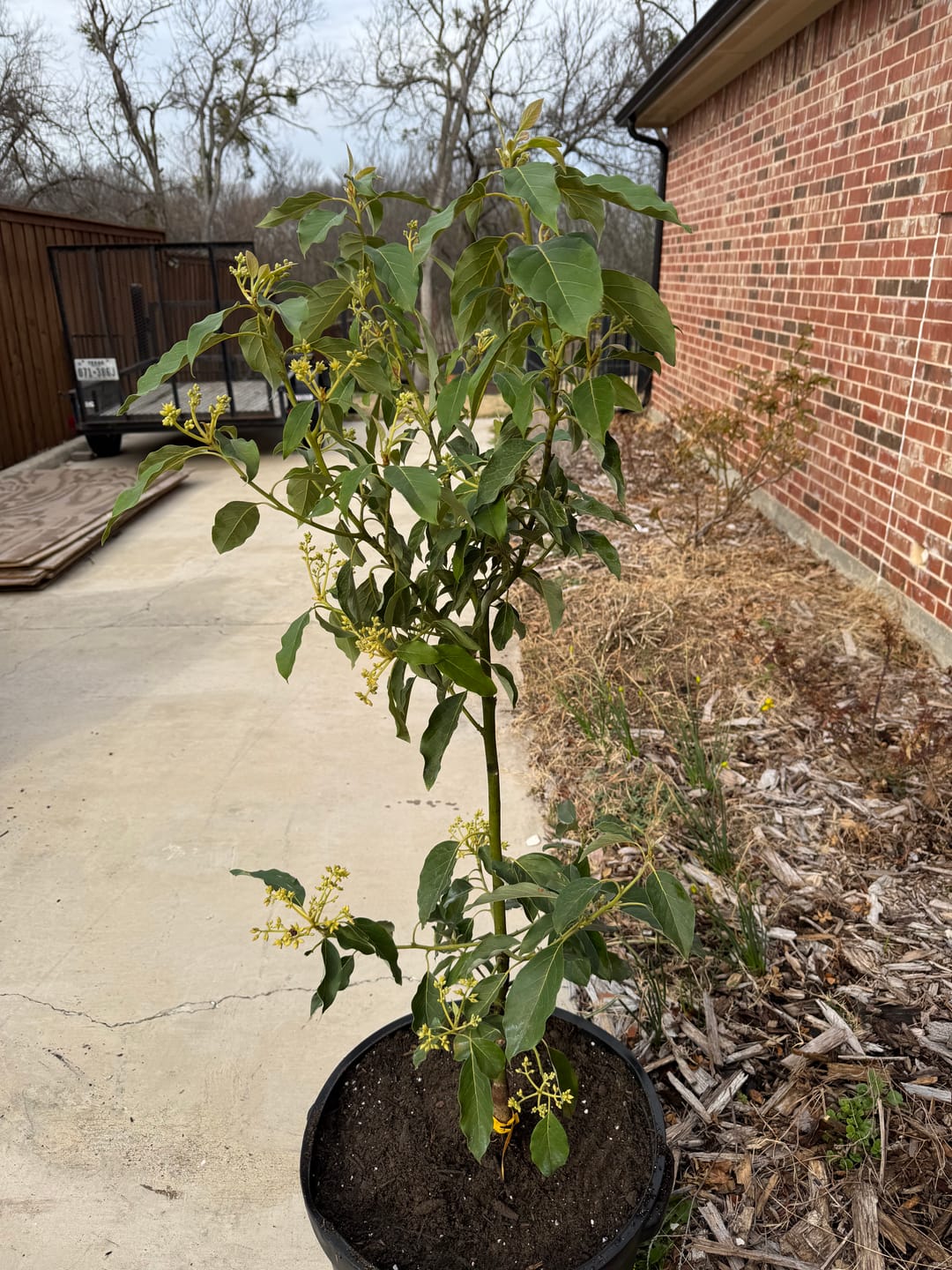 Customer photo review of Avocado 'Mexicola' (Persea americana)