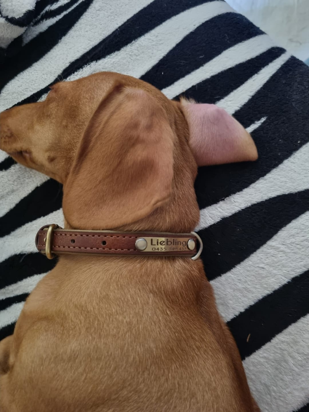 Customer photo review of Personalised Dog Collars