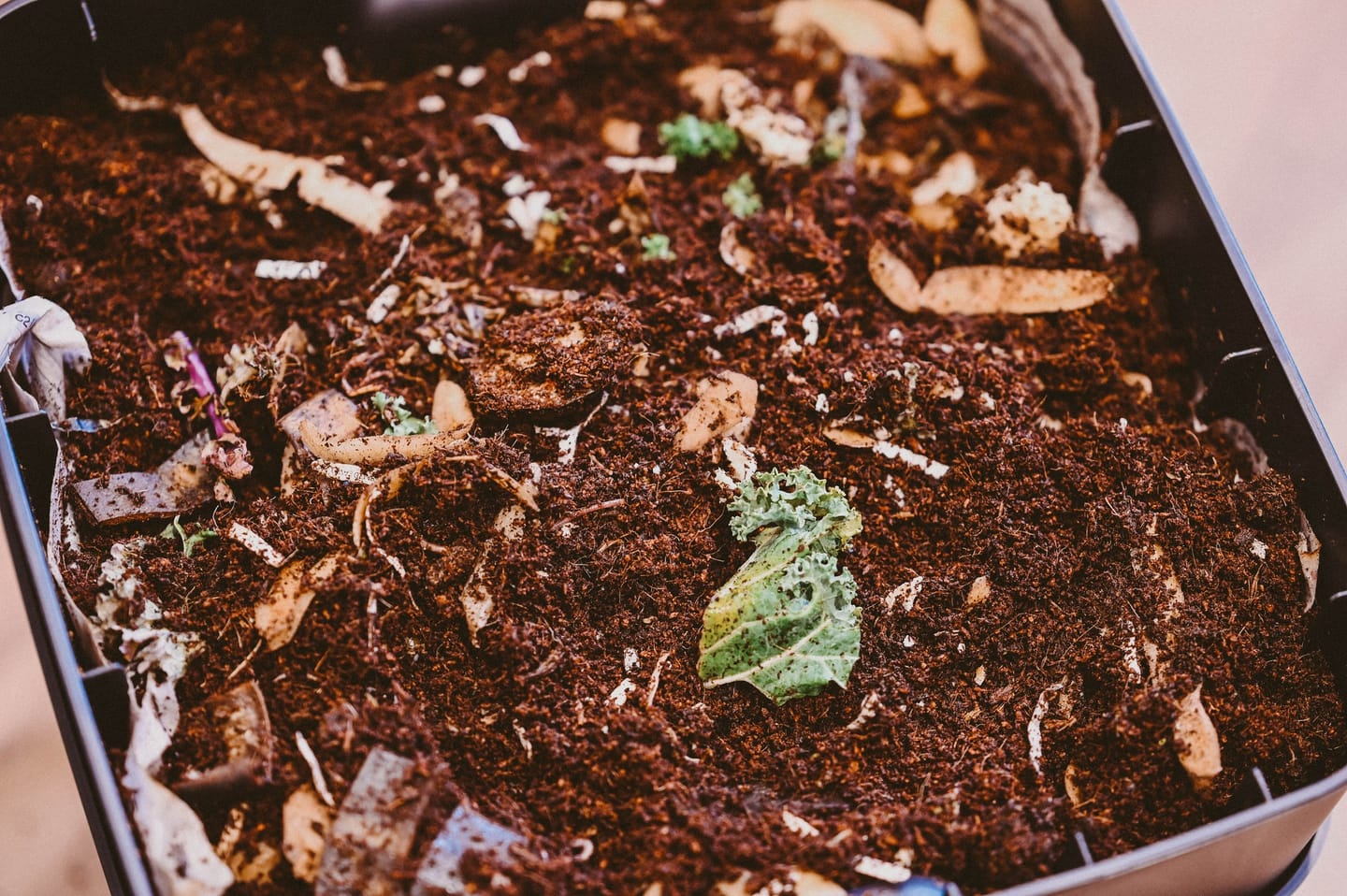 Customer photo review of Red Wigglers Composting Worms