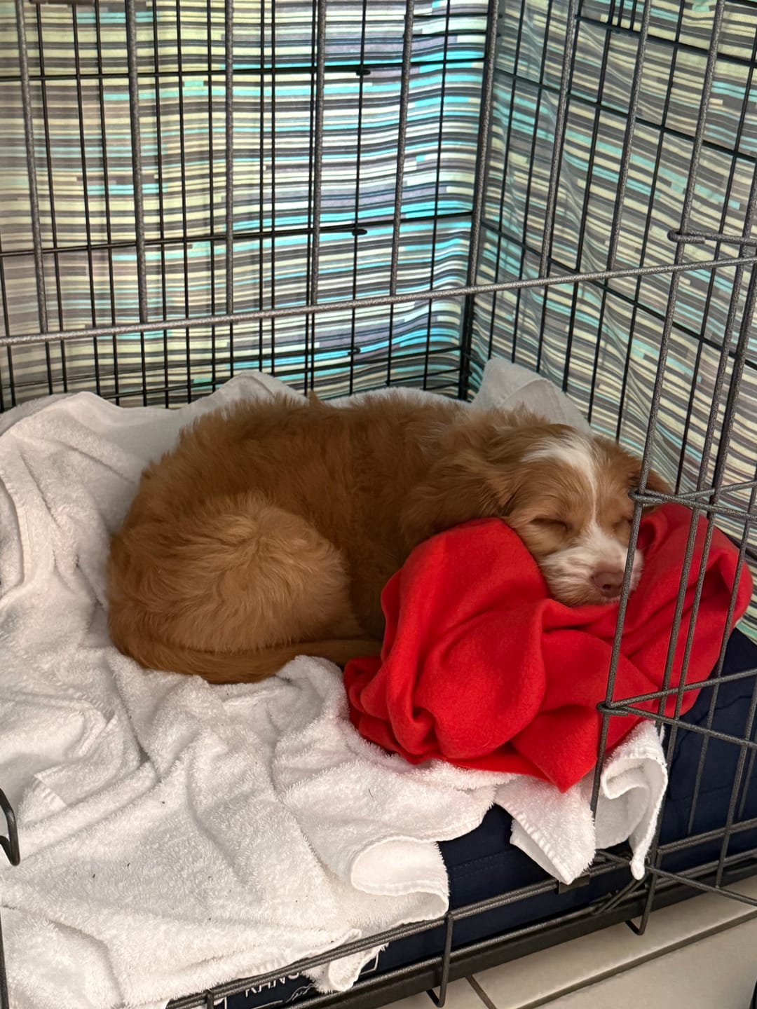 Customer photo review of Pillow Edge Crate Mat Cover