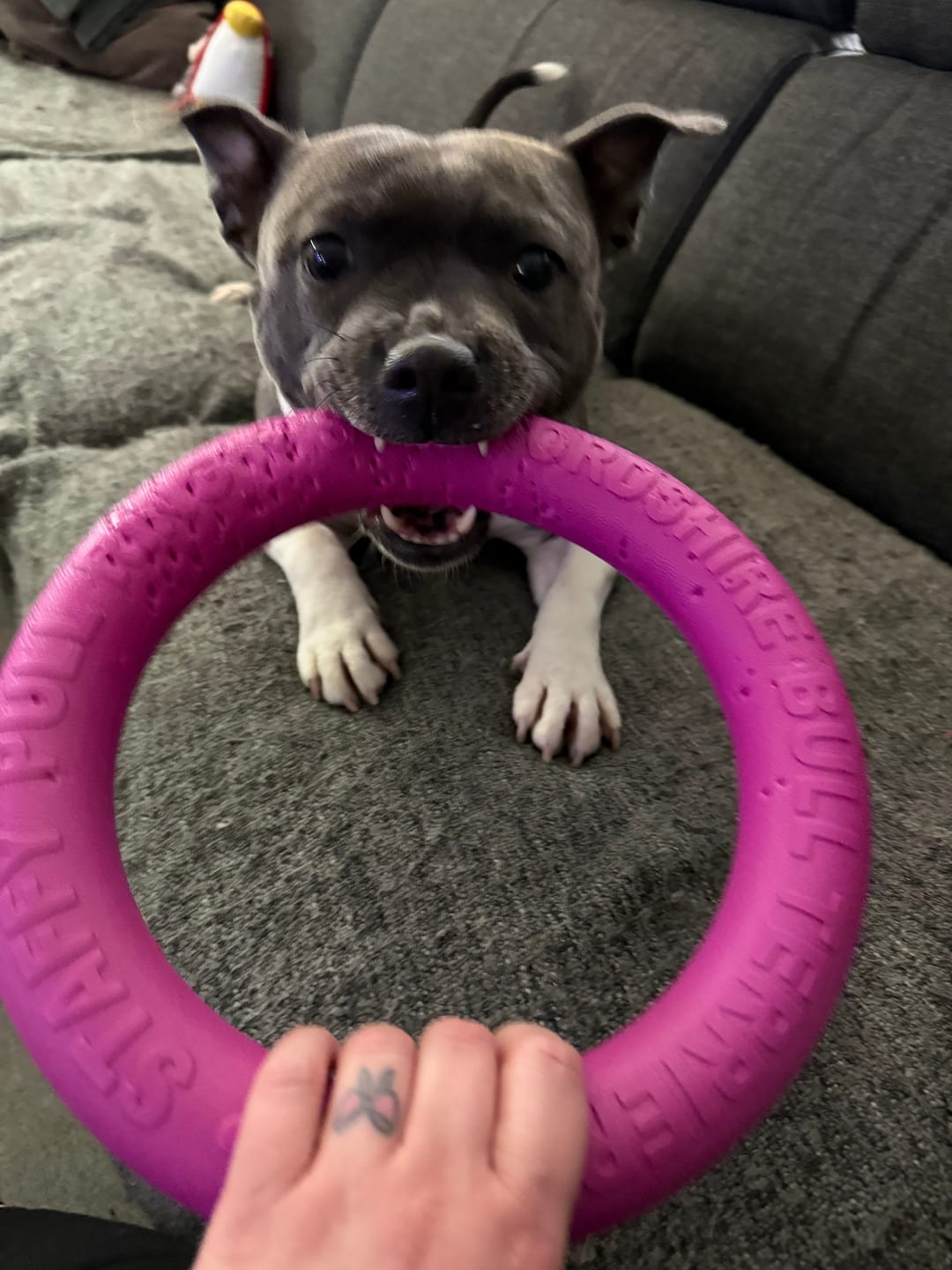 Customer photo review of Staffordshire Bull Terrier 1935® Pull Ring - Pink - 1pc