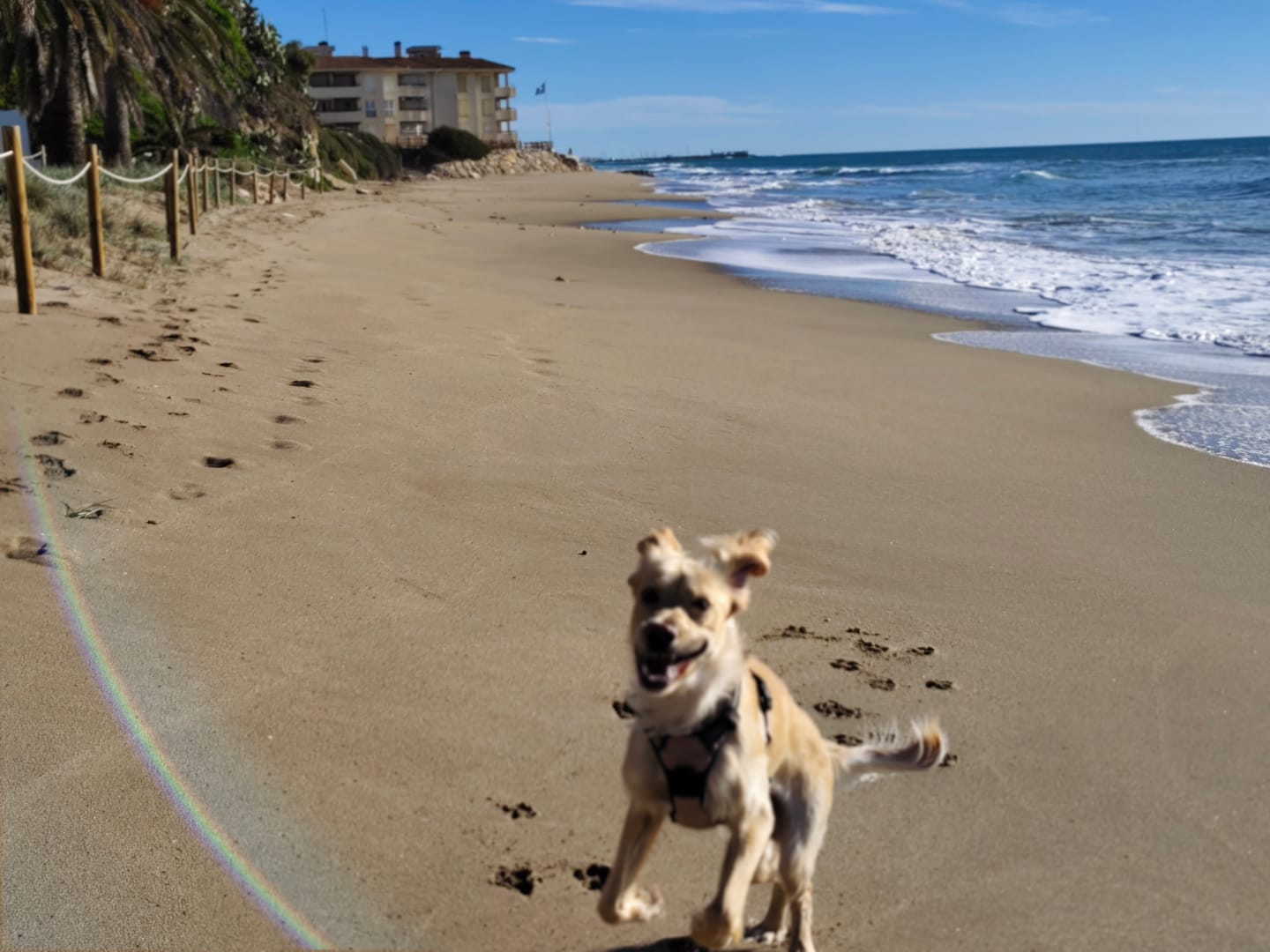 Customer photo review of Pienso Cerdo con Manzana  – Perro Adulto 6 kg