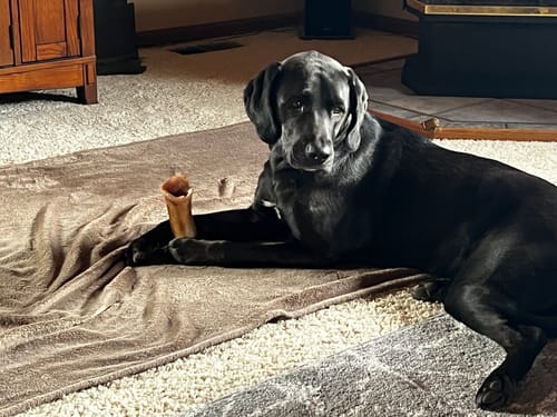 Customer's large black dog lying on a blanket, holding a large bone from the bundle between its paws.