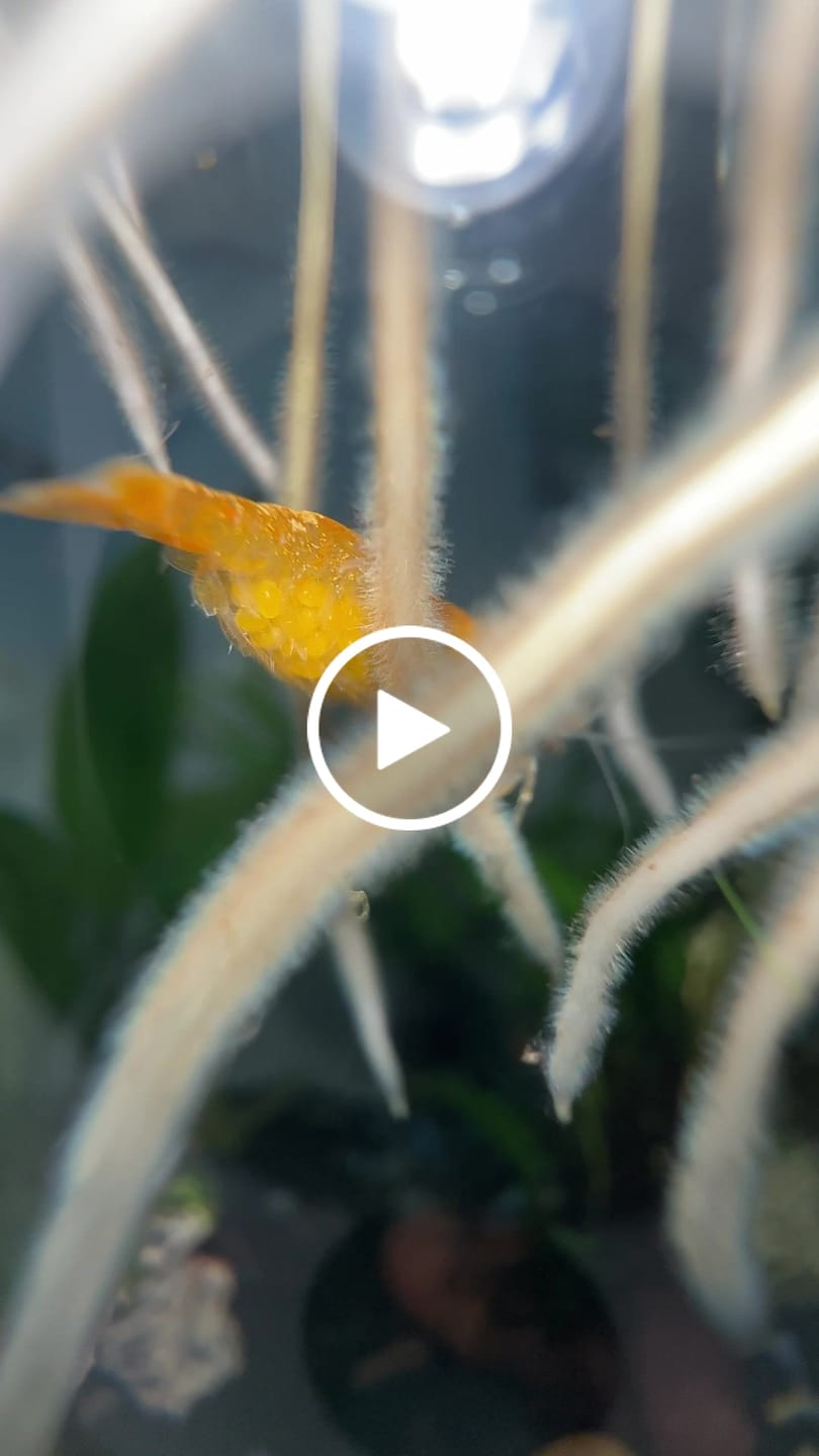 Customer video review of Orange Sunkist Shrimp