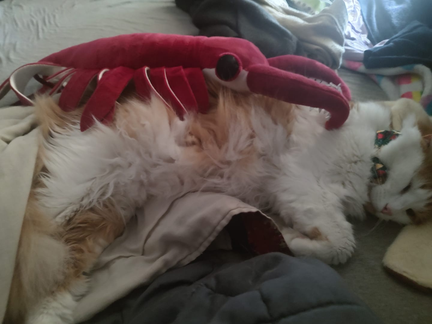 Customer photo review of Anomalocaris Arthropod Soft Stuffed Plush Toy