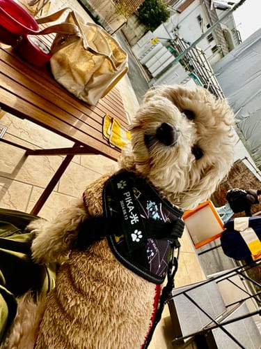 Customer photo review of FunFunPet 高機能ハーネス（お名前タグ作成サービス付き）