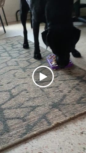 Customer video review of FreezPaw Mat -  Calming Slow Feeder