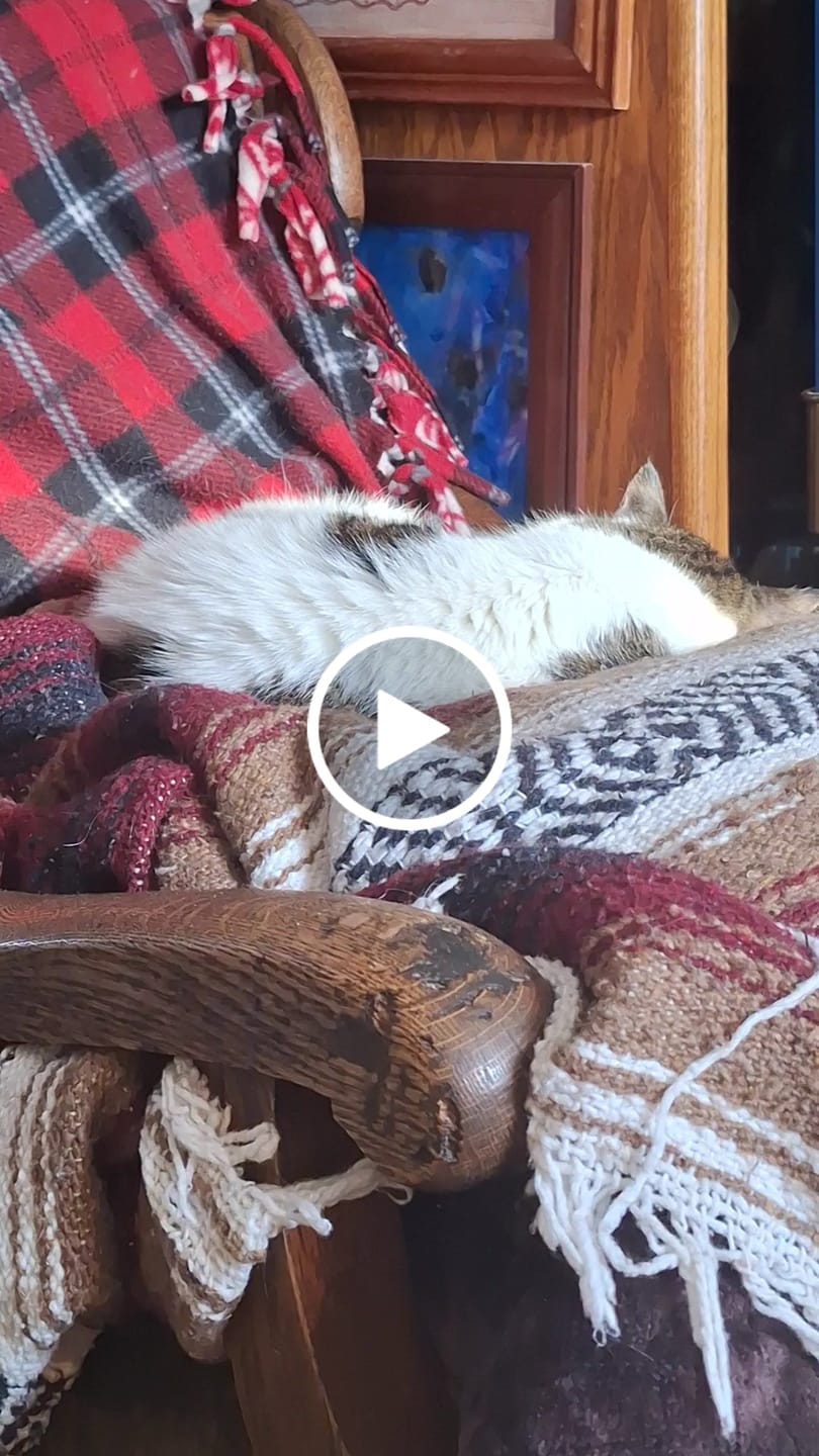 Customer video review of Dewormer for Cats & Kittens (Broad‑Spectrum)