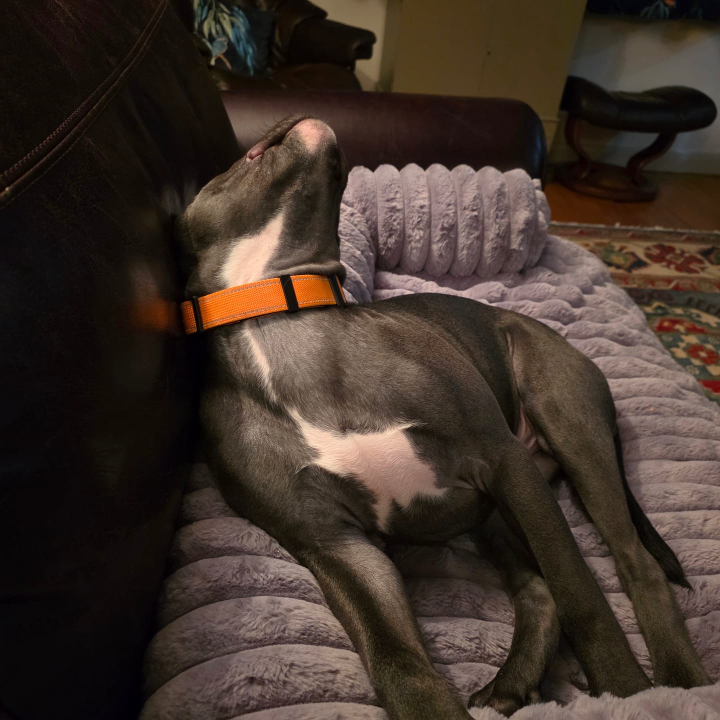 Customer photo review of Luxury Couch Cover Dog Bed - Grey