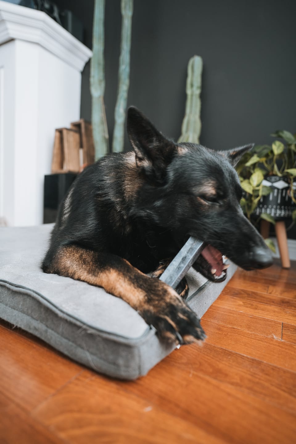 Customer photo review of Blueberry Himalayan Yak Chew (MEDIUM)