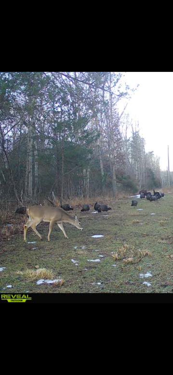 Customer photo review of Whitetail Hill Clover