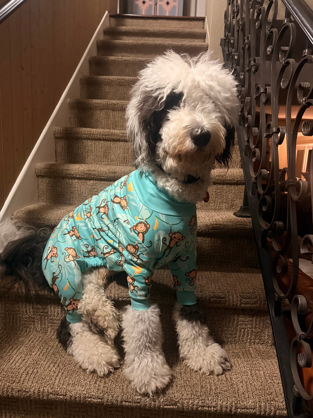 Customer photo review of Dog Pajama - Monkey Business