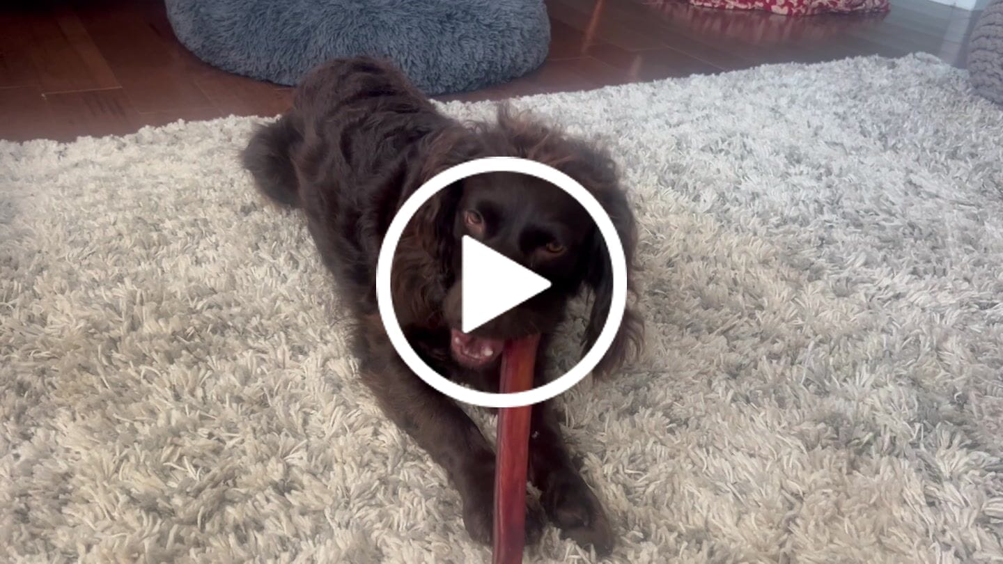 Customer video review of 12 Inch Monster Bully Stick